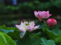 -陈家山荷花公园