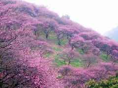 -新建村梅花