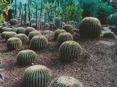 -呀路古热带植物园