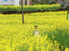 -桑洲油菜花景区