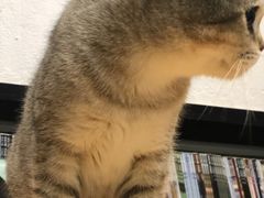 -猫色咖啡·猫咖