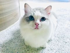 -瞄一喵猫咖(格力海岸店)