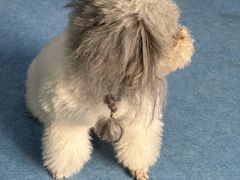 -博特宠物医院24h犬猫全科.骨科·异宠