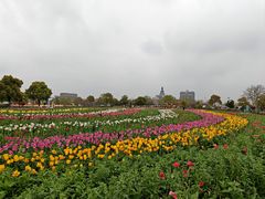 -荷兰花海