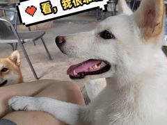 -柴犬高等学院·狗咖·柴犬售卖·宠物训练