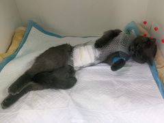 -宠颐生动物医院·心脏科·保险定点(锦阳分院)