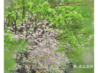 春日广州赏花指南|天河体育中心