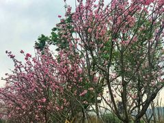 -天适樱花悠乐园