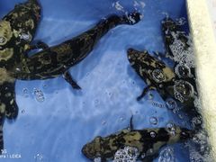 -布吉农产品批发市场