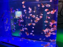 -芜湖新华联大白鲸海洋公园