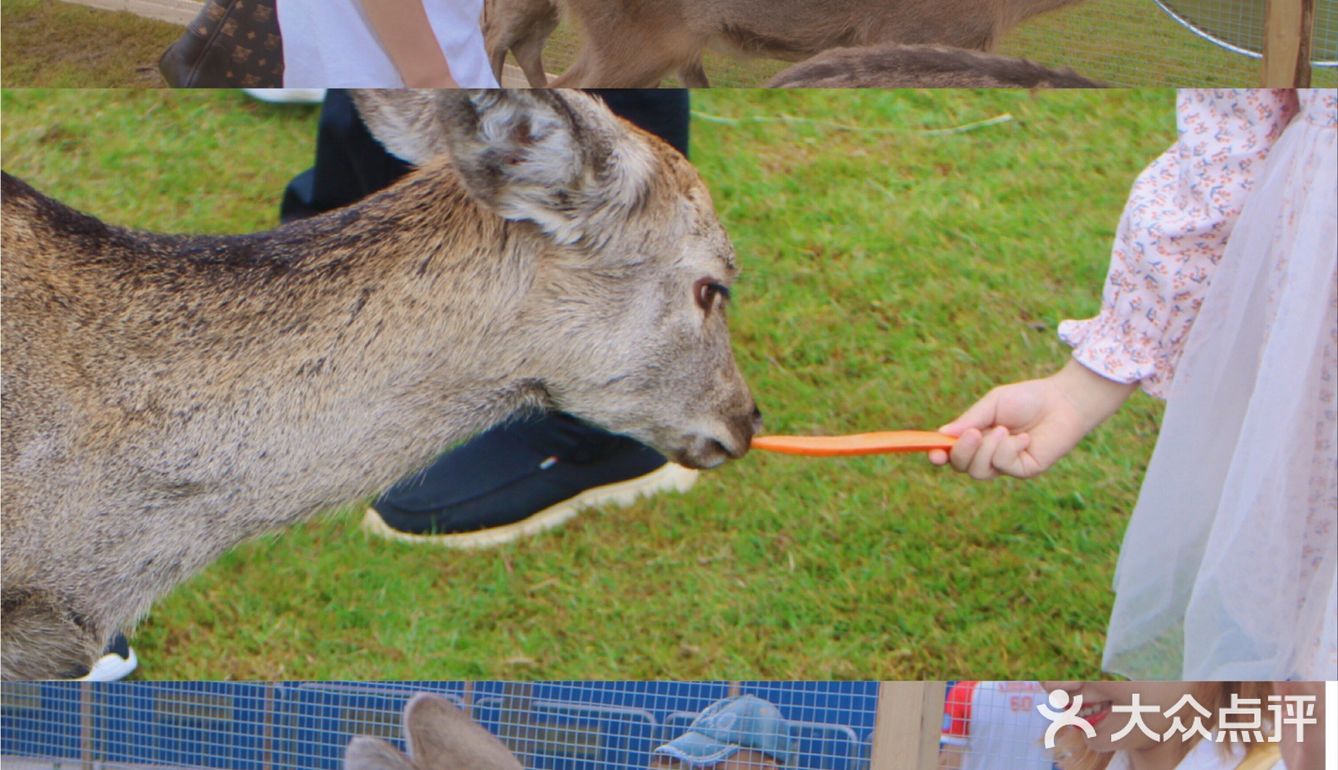 南宁鹿岛公园我来了，凑热闹真的想哭
