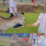 南宁鹿岛公园我来了，凑热闹真的想哭