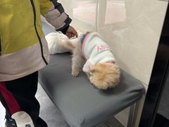 -半岛宠物医院24小时(白果林店)