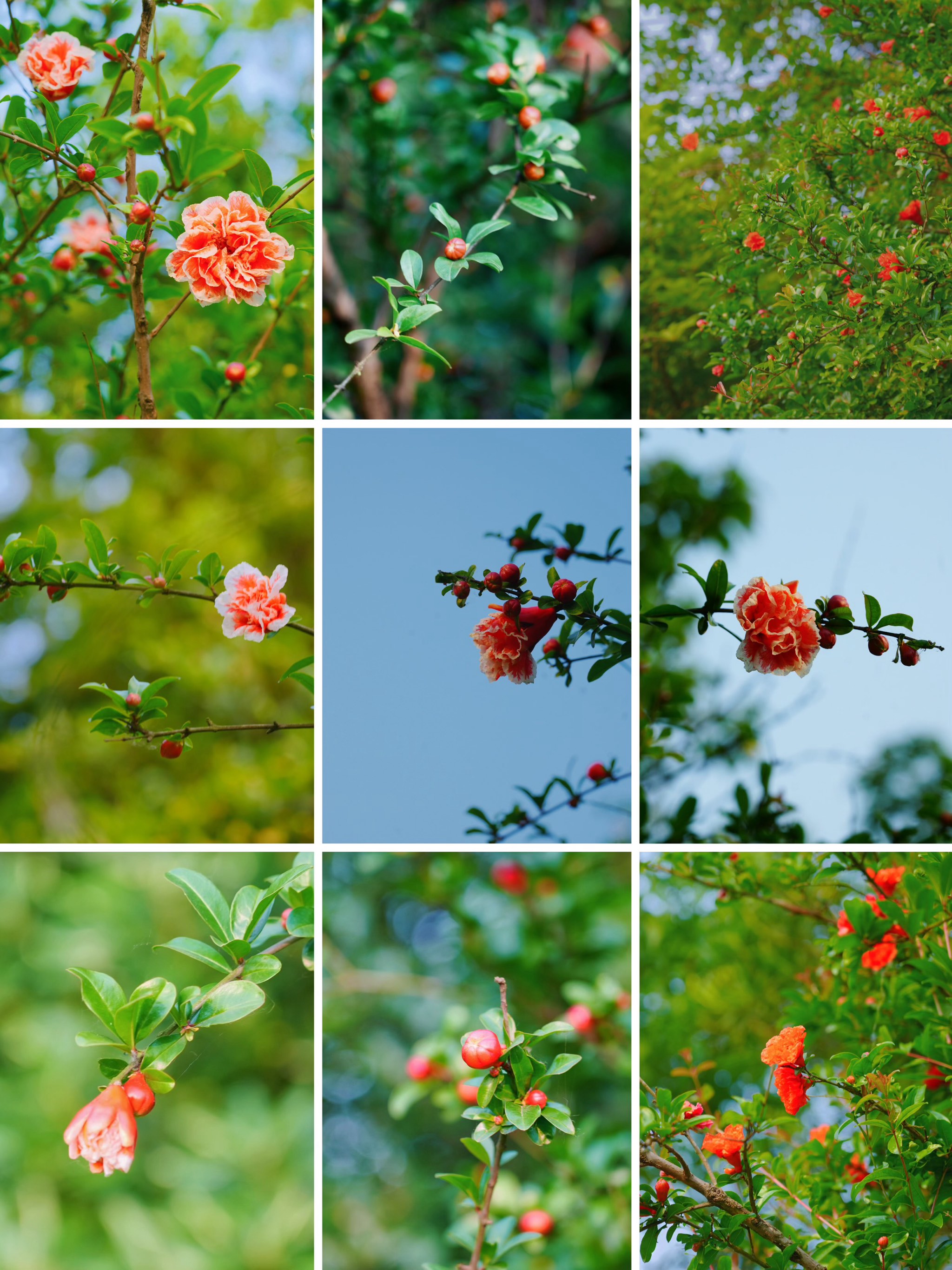 石榴花的结构名称图片图片