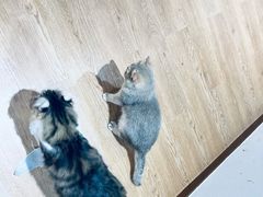 -1013 PET SHOP精品宠物商店(丁香店)