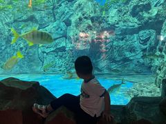 -芜湖新华联大白鲸海洋公园