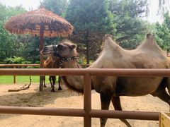 -北京野生动物园