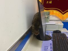 -宠福鑫动物医院(立水桥分院)