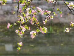 -莫愁湖公园