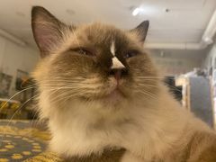 -平行世界·猫咖(首经贸店)