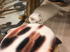 -飞行喵MR PILOT|猫舍·猫咖(静安大融城店)
