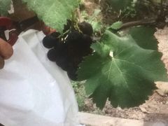 -马陆小张葡萄园农家乐