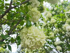 -上海共青森林公园