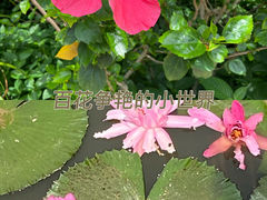 -深圳仙湖植物园