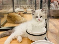 -袖虎·猫馆(体育西路店)