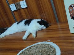 -楼上猫咖(罗湖店)