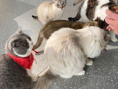 -共舞时光猫咖·狗咖(新街口店)