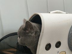 -艾贝尔宠物医院·24H转诊中心·肿瘤猫专科(江宁双龙店)