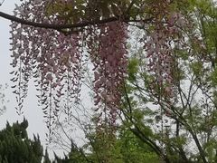 -嘉定紫藤园