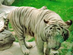 -北京野生动物园