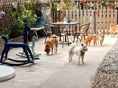 -柴犬高等学院·狗咖·柴犬售卖·宠物训练