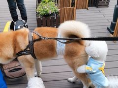 -百好乐宠物友好餐厅(朝外大街店)