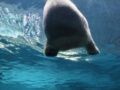 -珠海长隆海洋王国