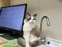 -芭比堂动物医院·CT·微创中心(新顺分院)