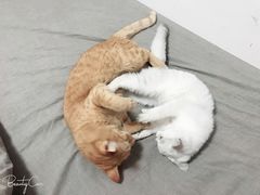 -70cat德文卷毛猫·缅因猫纯种猫舍