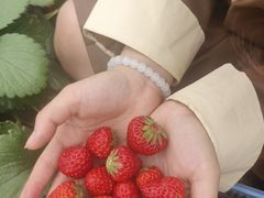 -小鱼草莓采摘园农家乐·小鱼餐厅