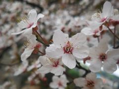 -昆山城市生态森林公园