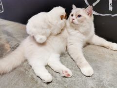 -瞄一喵猫咖(格力海岸店)