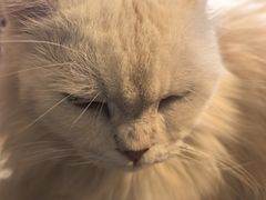 -猫猫幼稚园·撸猫·桌游·电玩