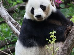 -深圳野生动物园