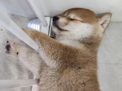 -柴犬小屋·柴餐厅·狗咖食堂(金鼎广场店)