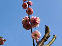-新虹桥中心花园