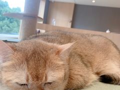 -CAT’S MEWSTAR CAFE·喵星球猫屋(晴湾咖啡店)