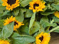 -循礼门鲜花花市(武汉循礼门店)