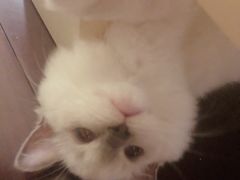 -momokira米努特·德文卷毛猫·棉花面纱犬