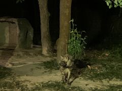 -清迈夜间动物园